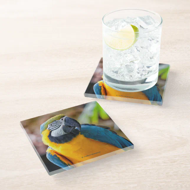 Beautiful Blue and Gold Macaw Parrot Bird Glass Coaster