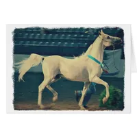 Arabian Show Horse