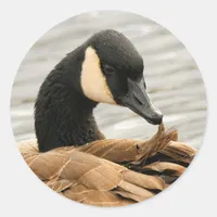 Canada Goose on the Lake Classic Round Sticker