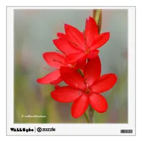 Kaffir Lily / River Lily / Hesperantha Coccinea Wall Sticker