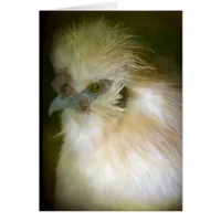 Silkie Rooster
