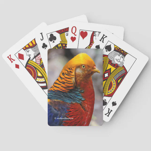 Stunning Profile of a Red Golden Pheasant Gamebird Poker Cards