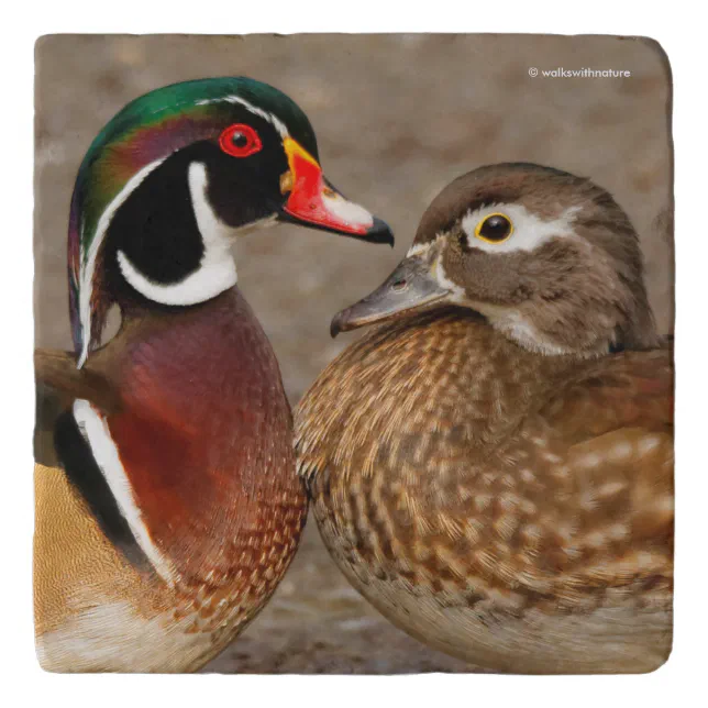 A Touching Moment Between Wood Duck Lovebirds Trivet