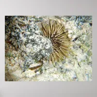 Hawaiian Sea Urchin Poster