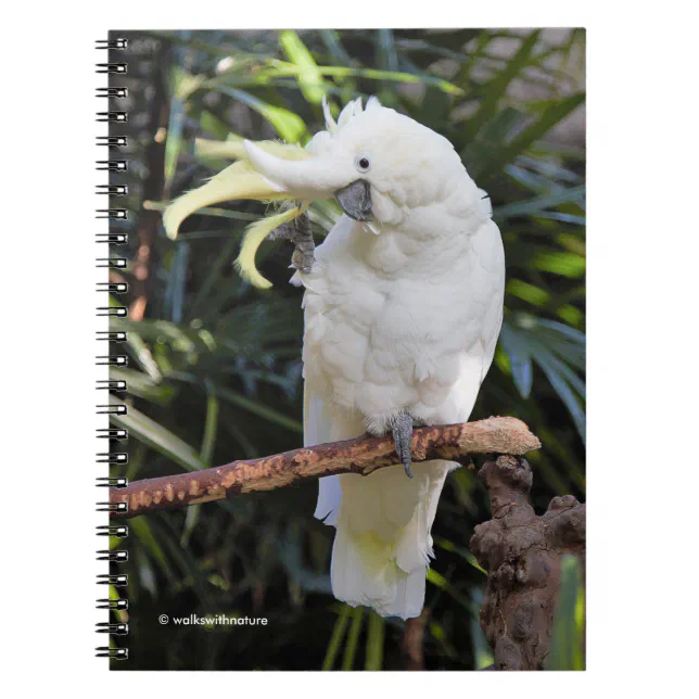 Sulfur-Crested Cockatoo Waves at the Photographer Notebook