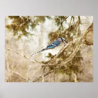 Blue Jay Poster
