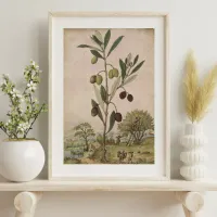 16th Century Vintage Pastel Olive Tree Watercolor  Poster