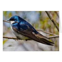 Male Tree Swallow on a Tree