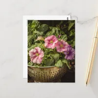 Purple and Pink Petunias Postcard