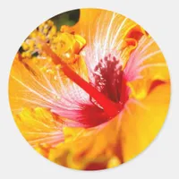Orange Hibiscus Flower Side View Classic Round Sticker