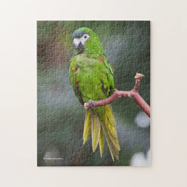 Hahn's Mini Macaw / Red-Shouldered Macaw Jigsaw Puzzle