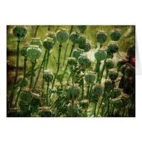 Poppy Flower Seed Pods