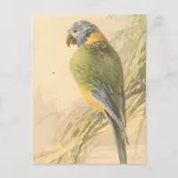 Vintage Bird Postcard