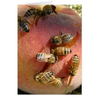A Peach For The Bees