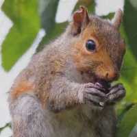 WWN Cherry Picking Eastern Grey Squirrel