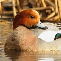 WWN Coy Eurasian Wigeon at the Pond