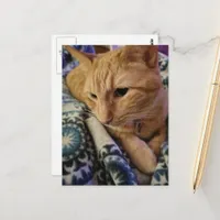 Cute Adorable Sleepy Ginger Kitty Postcard