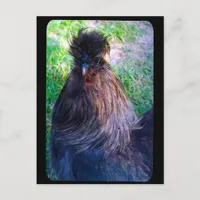 Mr. Fluffy the Silkie Rooster Postcard