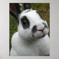 Adorable Rabbit Poster