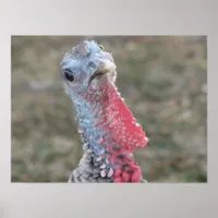 What?  Confused Turkey Poster