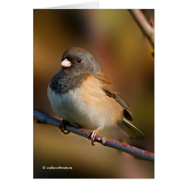 Dark-Eyed Junco on a Limb