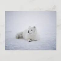 The Arctic Fox in Winter Wonderland Postcard