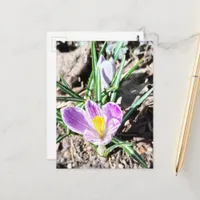 Purple Crocus Flowers  Postcard