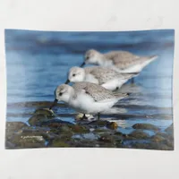 Sanderlings Feasting in Staggered Synchronicity Trinket Tray