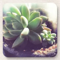 Hen and Chicks Plants Beverage Coaster