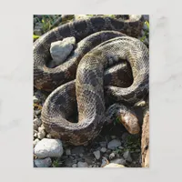 Snake Postcard