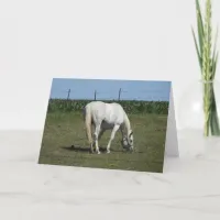 Pretty White Horse Standing in Field Blank Card