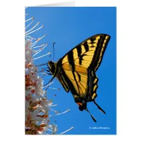 Western Tiger Swallowtail Butterfly on the Buckeye