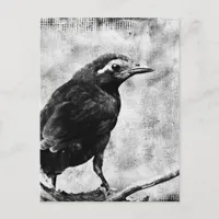 Young Grackle Postcard