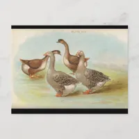 Geese Postcard