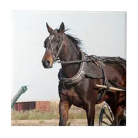 Rural Amish Horse and Buggy Tile