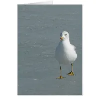 Lone Seagull on Mississippi River Ice