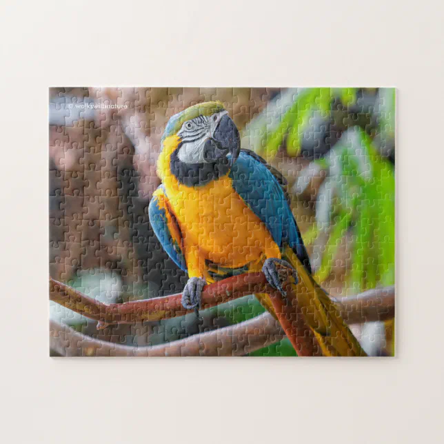 Beautiful Blue and Gold Macaw Jigsaw Puzzle