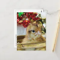 Adorable Christmas Chick With Bells Postcard