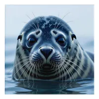 Cute Seal Close up Acrylic Print
