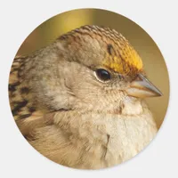 The Resilience of One Golden-Crowned Sparrow Classic Round Sticker