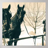 Amish Horses Poster