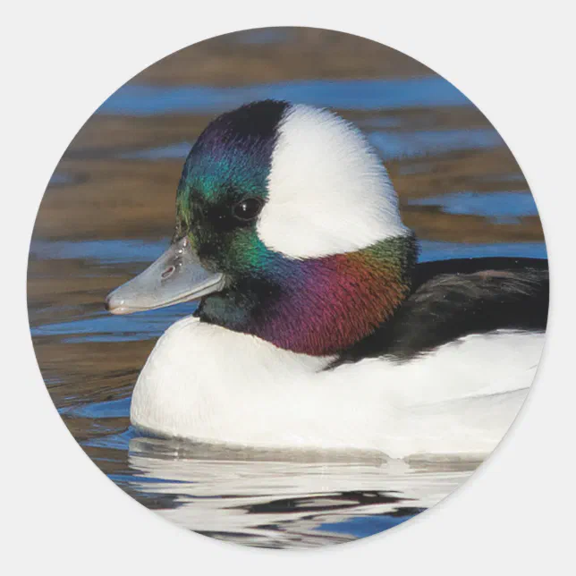 Handsome Bufflehead Duck at the Winter Pond Classic Round Sticker