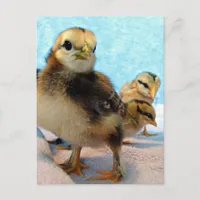 Boots and Friends, Chicks Postcard