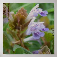 Pretty Little Henbit Poster