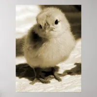 Boot's Chick Poster