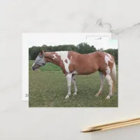 Beautiful Paint Horse Mare in Summer Postcard