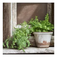 Pretty Plants in Rustic Window Acrylic Print