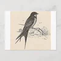 Barn Swallow Postcard