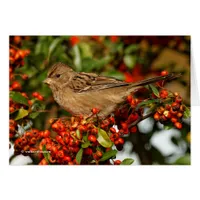 Golden-Crowned Sparrow on the Scarlet Firethorn