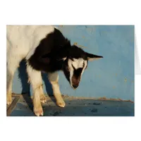 Oreo The Goat Kid